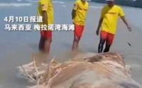 马来西亚海滩惊现不明生物尸体 疑似“赛博坦海象”