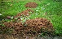 红火蚁入侵，专家支招阻截扩散保生态