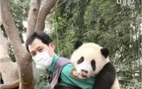 福宝回国人气不减，韩国旅行社推出熊猫游套餐