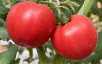 西红柿搭配这些食物，小心健康风险！