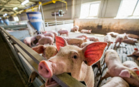 3月份猪价阶段性上涨12.5%左右，“近弱远强” 三季度猪价“破10”？