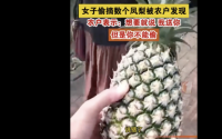 海南：大妈偷摘菠萝被发现竟说是买的
