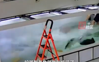 男子刷鱼缸1.7米巨骨舌鱼受惊发威，撞碎瓷砖！