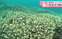 东京湾“奇异景象”：珊瑚疯长，热带鱼增多