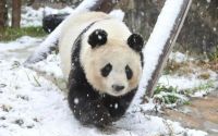 旅日大熊猫“爽爽”因病死亡，“神户王子动物园”大熊猫“爽爽”运回中国