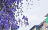 成都紫藤花墙如瀑布倾泻 清明假期迎来盛花期