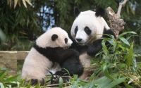 熊猫中心专家曾文：返回中国，“福公主”将得到最适宜的照顾