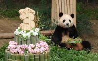 期待！旅韩大熊猫“福宝”即将回国