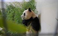 组团去看大熊猫！韩国旅行社争推赴华“熊猫游套餐”