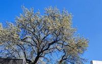 武汉150岁杜梨树开花 满树洁白花朵清新怡人