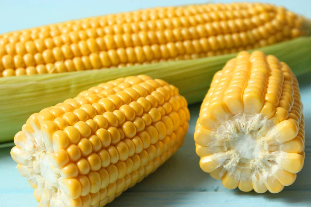 气候炒作危险依然较大 玉米中长期仍将高位区间震动