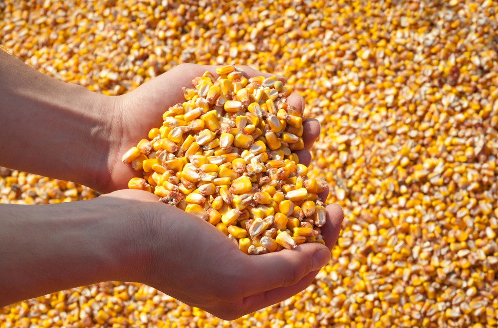 气候不确定性较大 玉米期价短期或进入低位修正