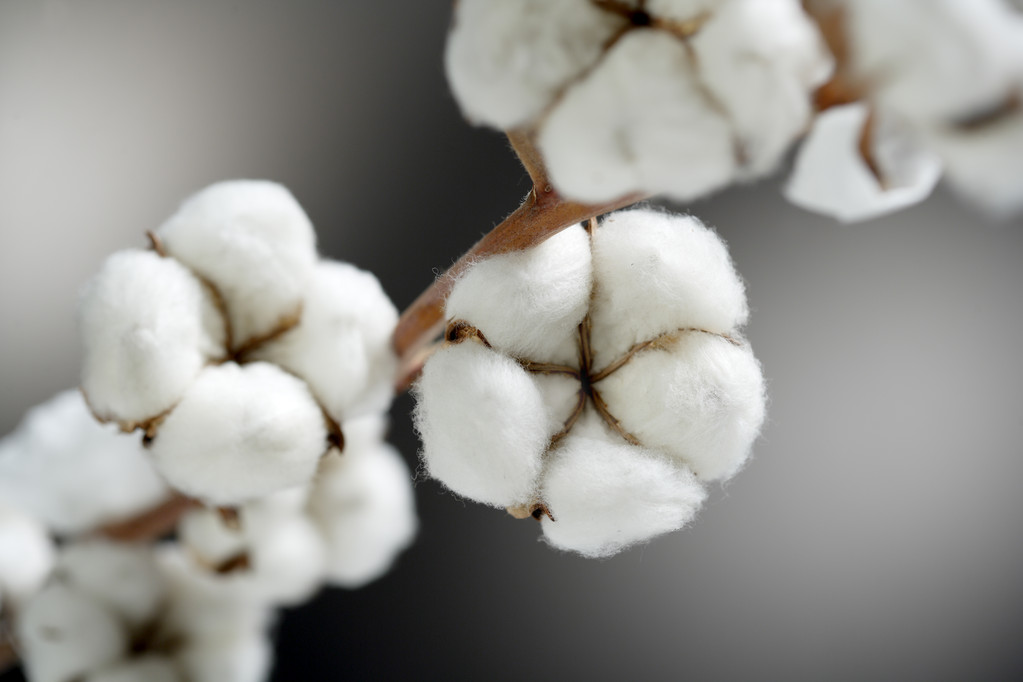 供应与需求带来支撑与限制 估计棉花期货短期以震动筑底为主