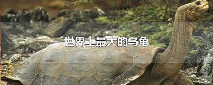 世界上最大的乌龟有多大，世界上最大的乌龟长什么姿态图片 是怎么回事