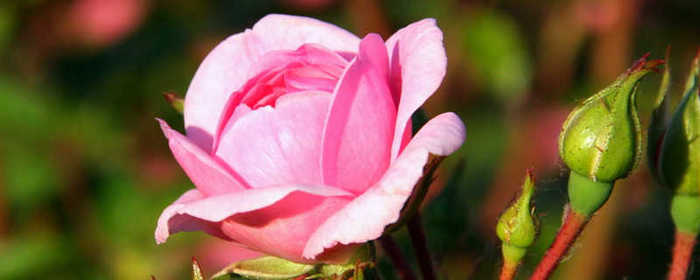 玫瑰的常见病虫害及防治，玫瑰花的病虫害防治