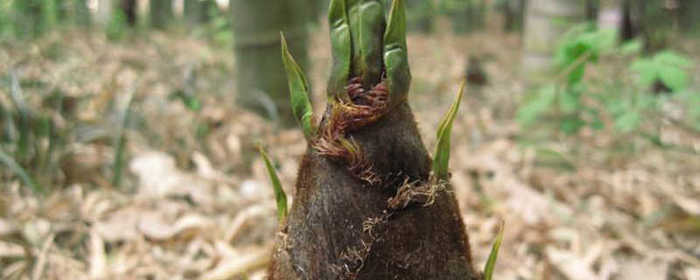 毛竹种子栽培几年长大，毛竹栽培几年可以成林