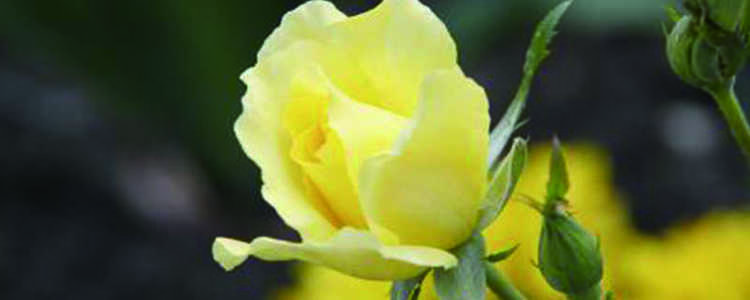 黄玫瑰的涵义跟标志花语，黄玫瑰的涵义和花语