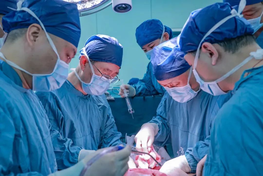 全球首例！中国医生成功将猪肝移植进人体