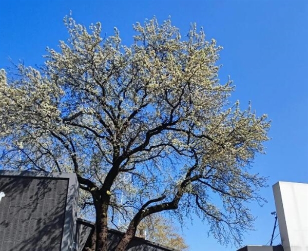 武汉150岁杜梨树开花 满树洁白花朵清新怡人