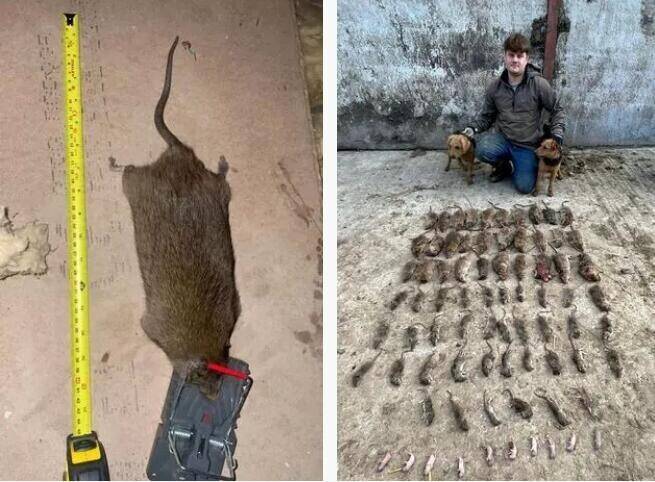 英国捕鼠者捕获比狗还大的老鼠，成千上万只老鼠肆无忌惮