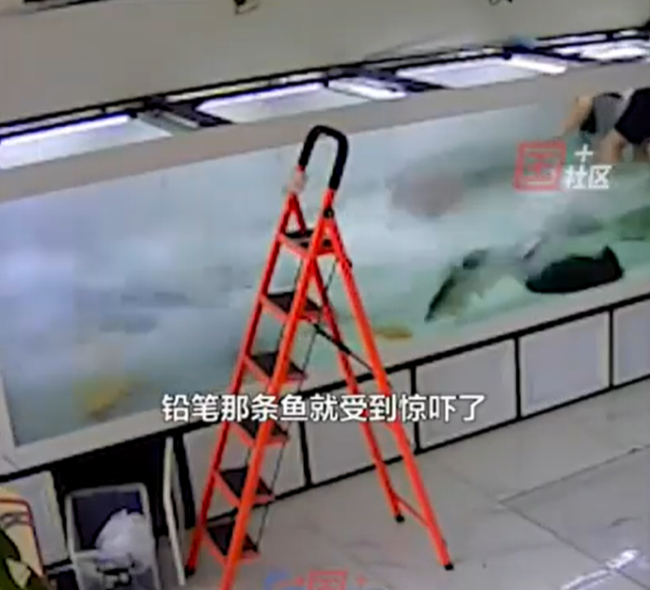男子刷鱼缸1.7米巨骨舌鱼受惊发威，撞碎瓷砖！