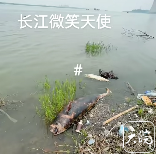 官方回应武汉江边发现疑似江豚尸体