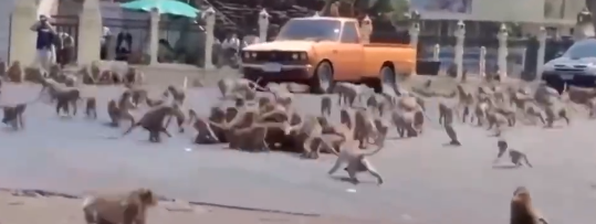 泰国“猴城”猴子在马路中央群殴，交通险象环生