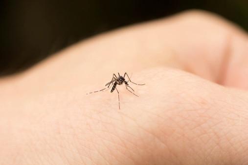 为什么蚊子总是咬我？科学揭秘可能原因