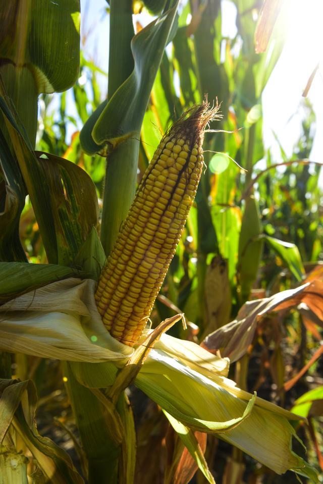 玉米市场再掀涨价风暴，多地企业纷纷追涨