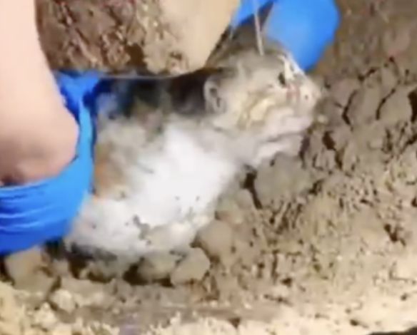 福州大学流浪狗挖出小猫咪，拯救生命感动众人